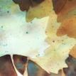 Overlapping Leaves